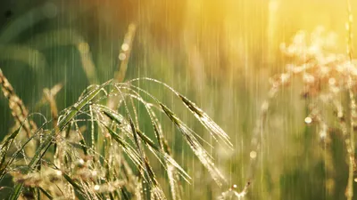 растительность, ливень, солнце, фото - Новости Zakon.kz от 24.04.2026 16:33