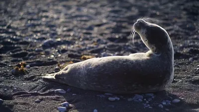 Несколько десятков туш тюленей нашли у берегов Каспия в Мангистау  , фото - Новости Zakon.kz от 25.04.2026 21:48