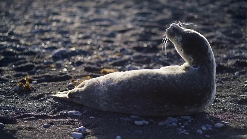 Тревожная находка в Каспийском море: обнаружены десятки мертвых тюленей