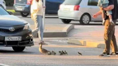 утка и утята, фото - Новости Zakon.kz от 25.04.2026 10:09