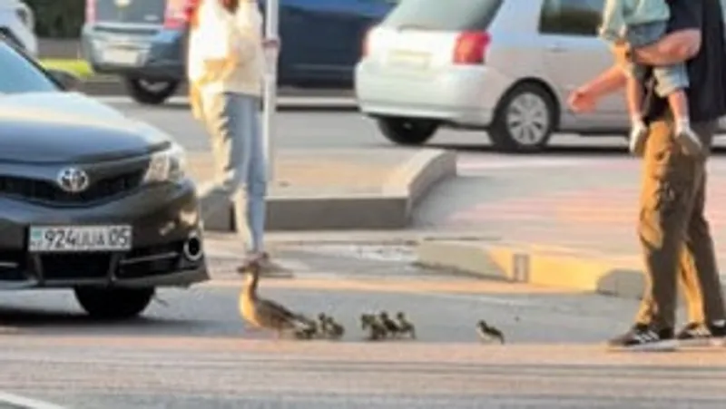 "Спасательную операцию" для утки с утятами провела жительница Алматы