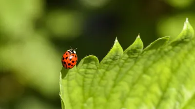 Божья коровка, фото - Новости Zakon.kz от 26.04.2026 09:13