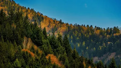 деревья, лес в горной местности, фото - Новости Zakon.kz от 27.04.2026 09:54