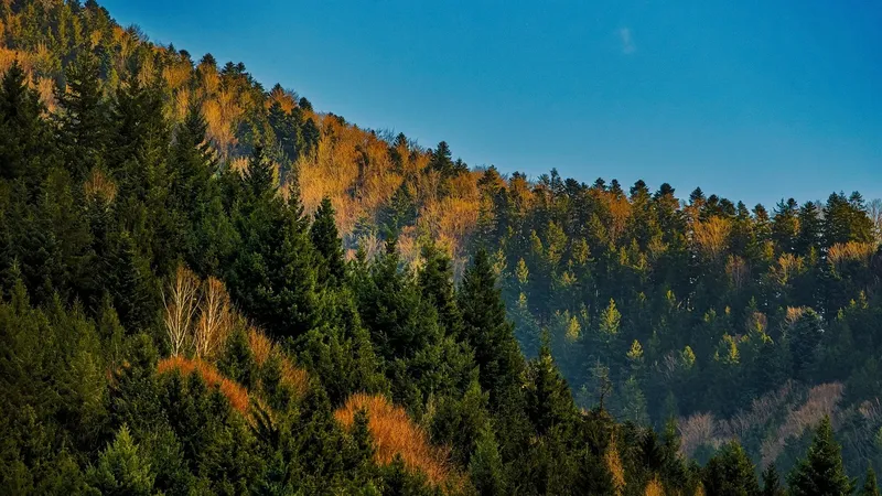 Лесные хозяйства Казахстана получили во владение участки государственного лесного фонда