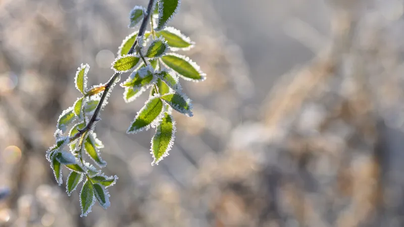 Заморозки, туман и дождь: в каких регионах Казахстана объявили штормовое предупреждение