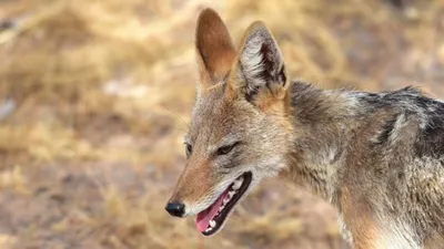 Шакал с подозрением на бешенство напал на людей в Туркестанской области, фото - Новости Zakon.kz от 28.04.2026 19:59
