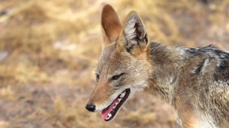 Шакал напал на двухлетнюю девочку и мужчину в Туркестанской области – видео