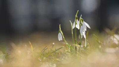 трава, цветы, фото - Новости Zakon.kz от 28.04.2026 14:31