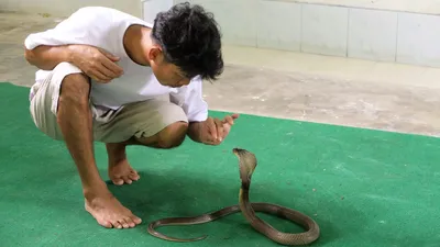 заклинатель змей, фото - Новости Zakon.kz от 28.04.2026 16:51