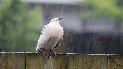 Летают ли птицы под ливнем: как дождь меняет поведение пернатых