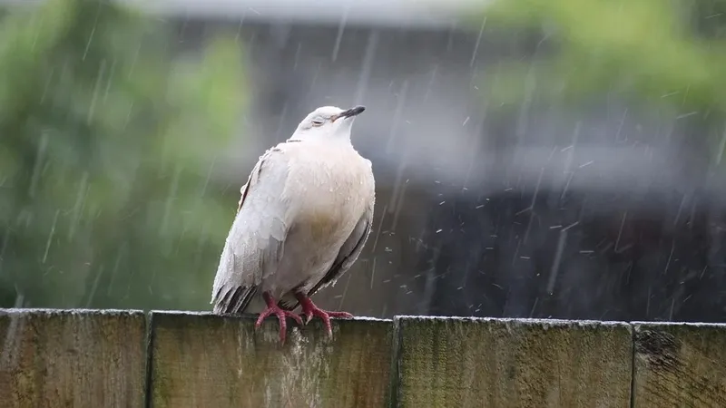 Летают ли птицы под ливнем: как дождь меняет поведение пернатых