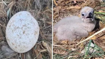 яйцо, птенец, гнездо, фото - Новости Zakon.kz от 29.04.2026 14:17