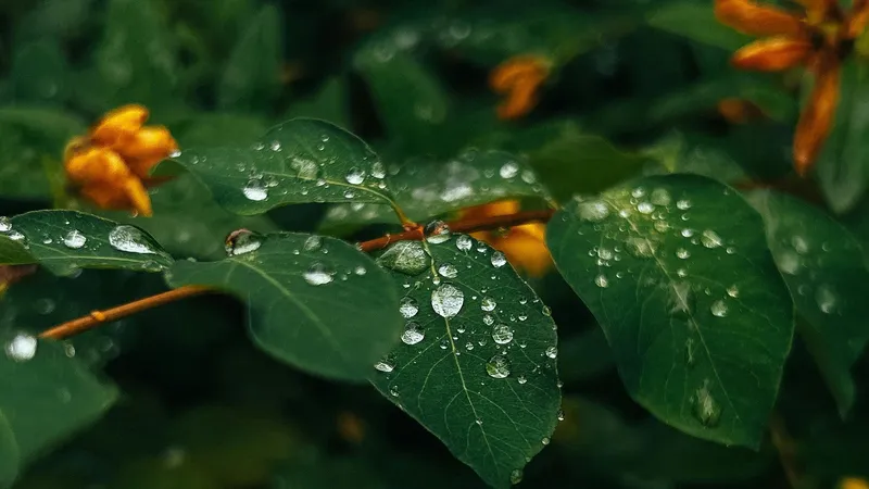 листья, цветы, капли дождя