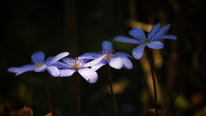 цветы, роса, фото - Новости Zakon.kz от 29.04.2026 17:49