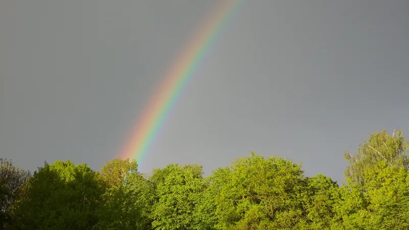 деревья, небо, радуга, фото - Новости Zakon.kz от 29.04.2026 15:38