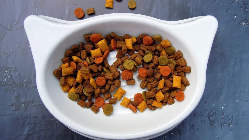 Как не угробить кошку или собаку: угрозы кроются за разными видами питания