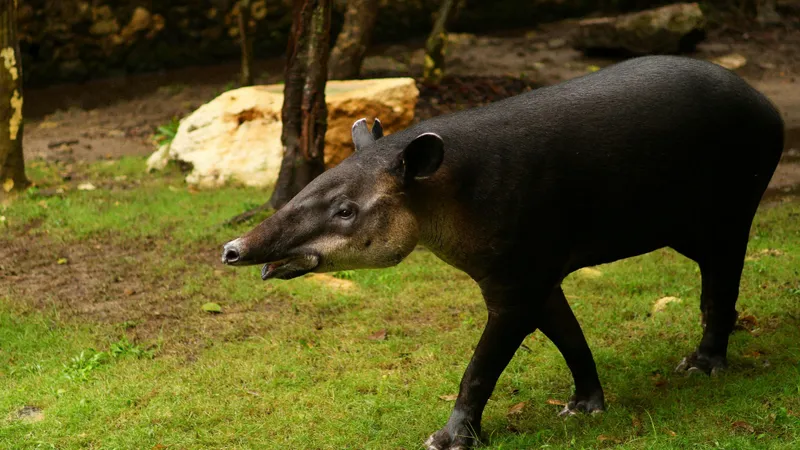 тапир, животное, фото - Новости Zakon.kz от 29.04.2026 15:03