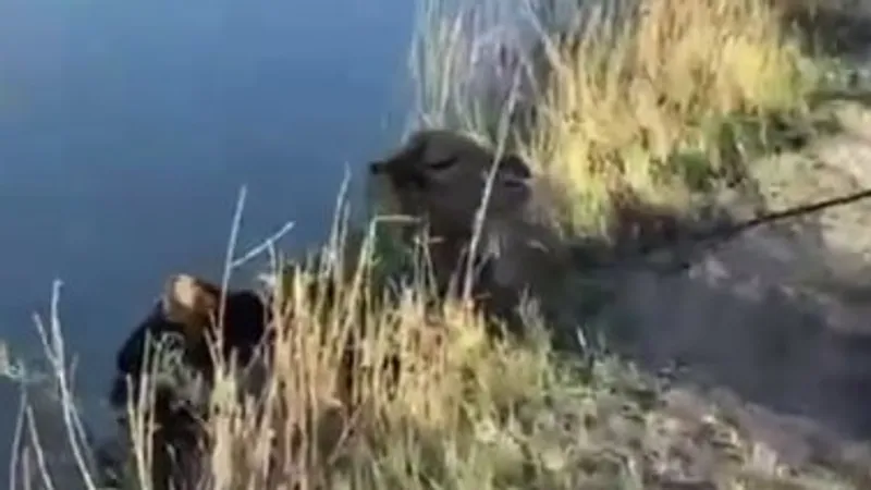 верблюжонок, фото - Новости Zakon.kz от 29.04.2026 19:39