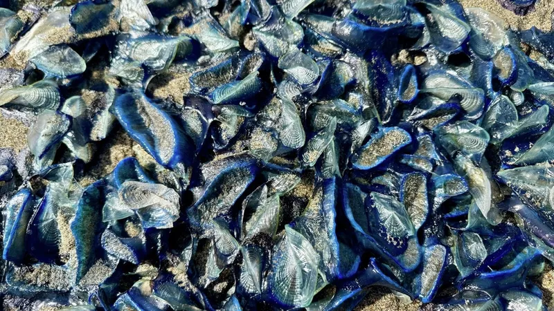 выброшенные на берег в Сан-Франциско существа, фото - Новости Zakon.kz от 30.04.2026 15:24