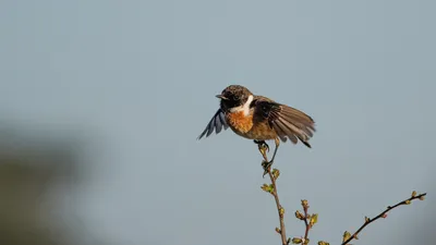 птичка