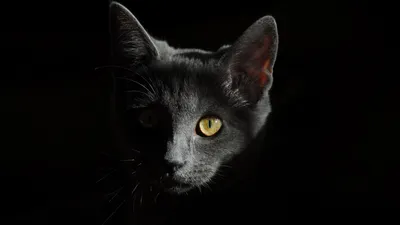 кошка