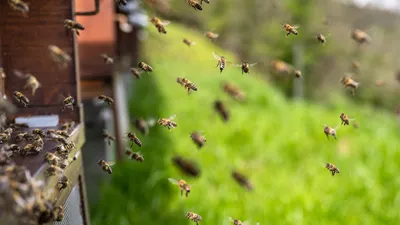 Грузовой автомобиль с пчелиными ульями горел в Жамбылской области