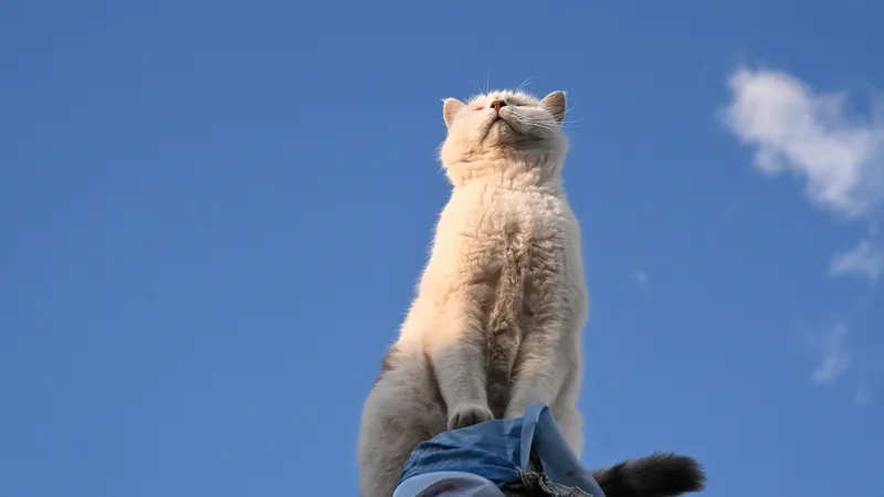 кошка