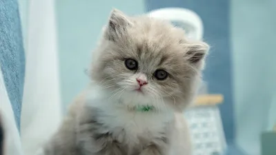 котенок