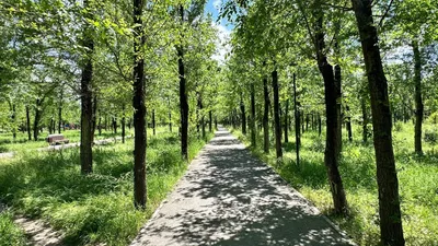 парк "Желтоксан", тихий парк, забытое место, уютныый парк