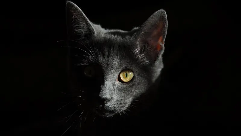 Котят выкинули как мусор: история из атырауского двора дошла до полиции