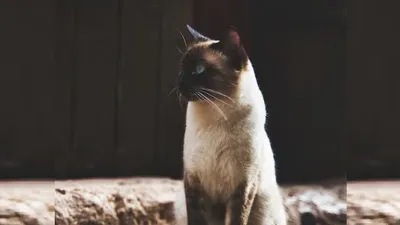 Кошка застряла в решетке окна и потребовала помощи спасателей