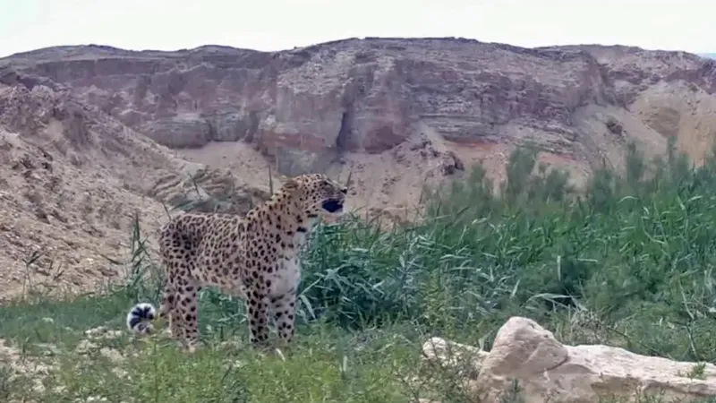 Редкий леопард попал на камеру в Казахстане, фото - Новости Zakon.kz от 07.06.2026 12:15