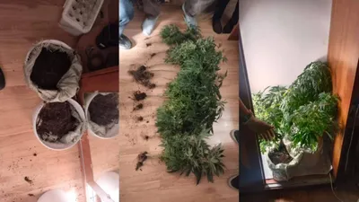 наркотики, полиция, задержание