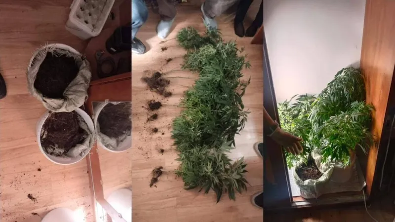 наркотики, полиция, задержание