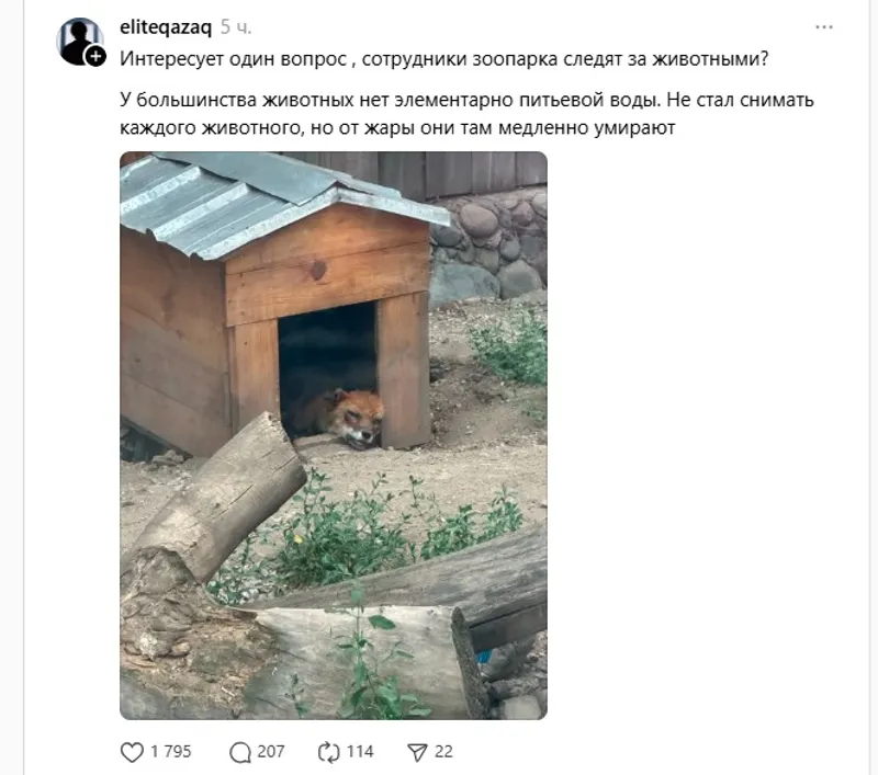 пост о лисе из алматинского зоопарка, фото - Новости Zakon.kz от 22.06.2026 16:40