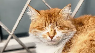 кот, возраст