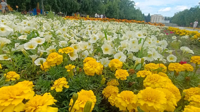 Цветочные клумбы, Костанай, озеленение, фото - Новости Zakon.kz от 03.07.2026 09:45