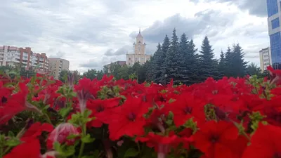 Цветочные клумбы, Костанай, озеленение