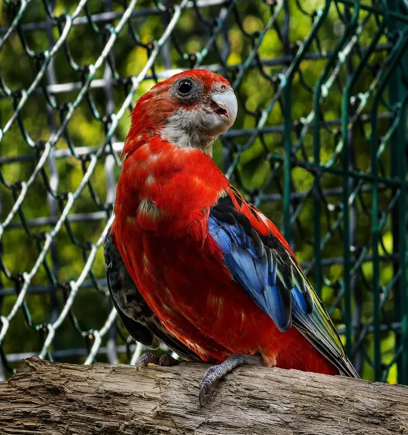 попугаи, пестрые розеллы, малые кольчатые попугаи, фото - Новости Zakon.kz от 24.07.2026 14:49