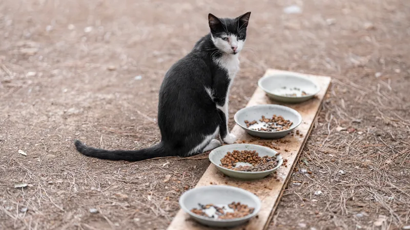кошка, корм, улица