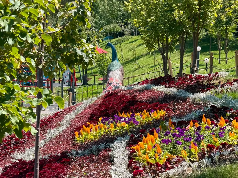 павлин, цветы, Есентай, фото - Новости Zakon.kz от 30.07.2026 12:33