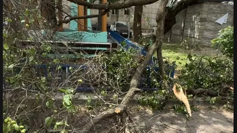 дерево упало на машину в Алматы
