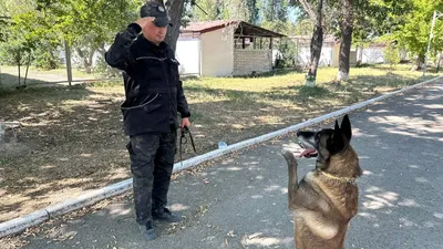 служебные собаки, кинологический центр, подготовка кинологов