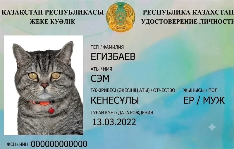 удостоверение кошки, фото - Новости Zakon.kz от 05.08.2026 12:12