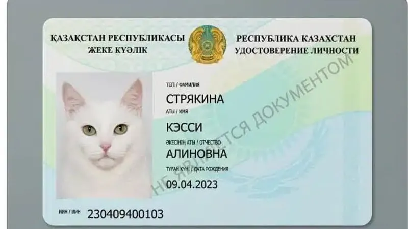 удостоверение кошки, фото - Новости Zakon.kz от 05.08.2026 12:12