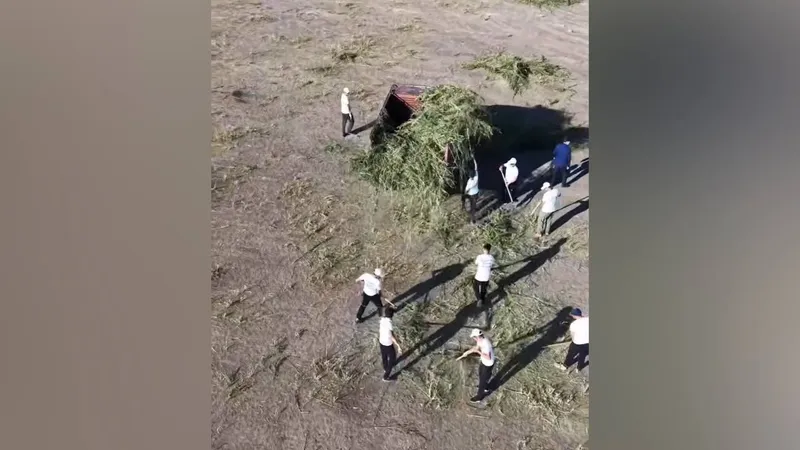 уничтожение конопли, фото - Новости Zakon.kz от 08.08.2026 13:27