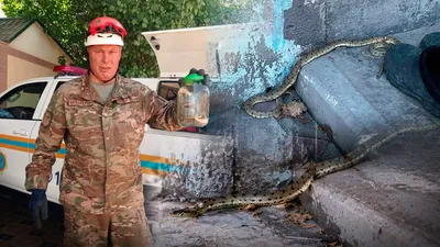Шымкент, змеи, ДЧС Шымкента