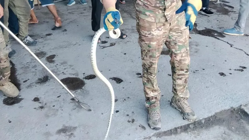 Шымкент, змеи, ДЧС Шымкента, фото - Новости Zakon.kz от 17.08.2026 17:22