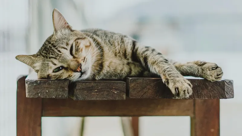 Кошка вернулась к хозяйке через 10 лет, фото - Новости Zakon.kz от 19.08.2026 07:25