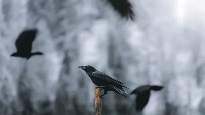 вороны